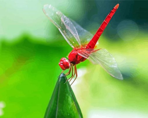 Red Dragonfly Insect Paint By Numbers