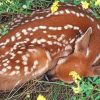 Resting Deer Paint By Numbers