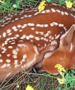 Resting Deer Paint By Numbers