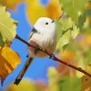 White Long Tailed Tit Paint By Numbers