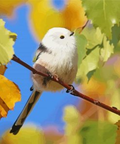 White Long Tailed Tit Paint By Numbers