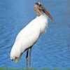 Wood Stork Animal Paint By Numbers