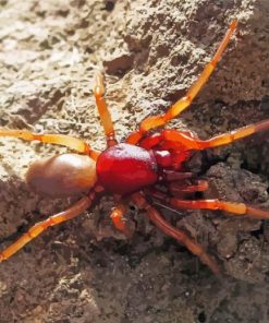 Woodlouse Red Spider Paint By Numbers