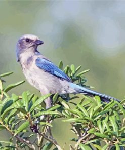 Aesthetic Florida Scrub Jay Paint By Numbers