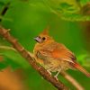 Aesthetic Juvenile Cardinal Wild Bird Paint By Numbers