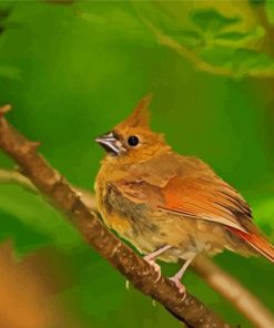 Aesthetic Juvenile Cardinal Wild Bird Paint By Numbers