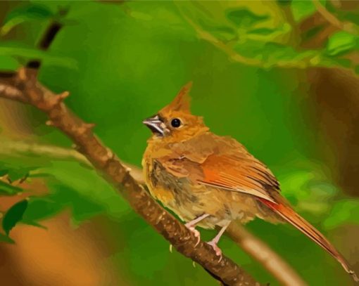 Aesthetic Juvenile Cardinal Wild Bird Paint By Numbers