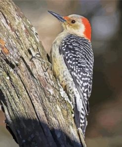 Aesthetic Red Bellied Woodpecker Paint By Numbers