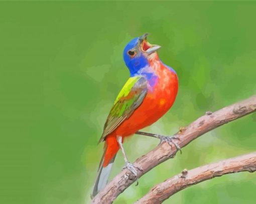 Aesthetic Singing Painted Bunting Paint By Numbers