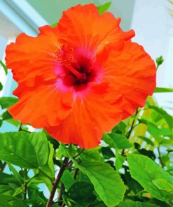 Beautiful Orange Hibiscus Paint By Numbers