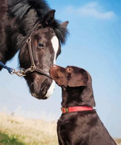 Black Horse And Dog Paint By Numbers