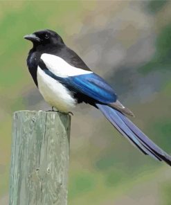 Black Billed Magpie Paint By Numbers