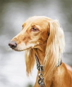 Blonde Saluki Dog Paint By Numbers