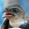 Close Up Swift Bird Paint By Numbers