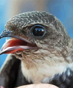 Close Up Swift Bird Paint By Numbers