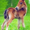 Cute Horse Foal Paint By Numbers