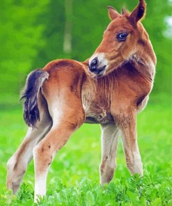 Cute Horse Foal Paint By Numbers