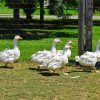 Five Geese In The Garden Paint By Numbers