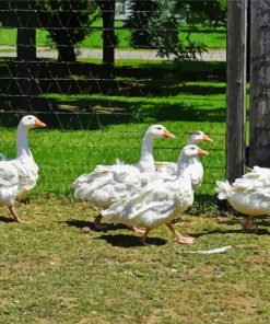 Five Geese In The Garden Paint By Numbers