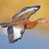 Flying Whistling Duck Paint By Numbers