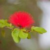 Honey Bee In Pohutukawa Flower Paint By Numbers