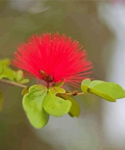 Honey Bee In Pohutukawa Flower Paint By Numbers