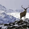 Mountain Deer In Snow Paint By Numbers