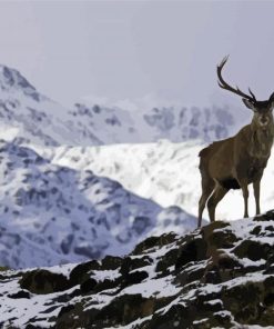 Mountain Deer In Snow Paint By Numbers