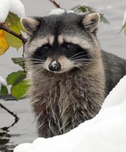 Snow Raccoon Animal Paint By Numbers