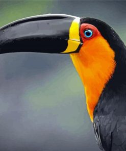 Toucan Bird Portrait Paint By Numbers