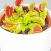 White Venus Flytrap Pot Paint By Numbers