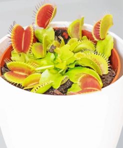 White Venus Flytrap Pot Paint By Numbers