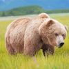 Wild Swedish Brown Bear Paint By Numbers