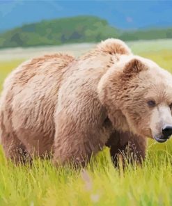 Wild Swedish Brown Bear Paint By Numbers