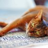 Abyssinian Cat Paint By Numbers