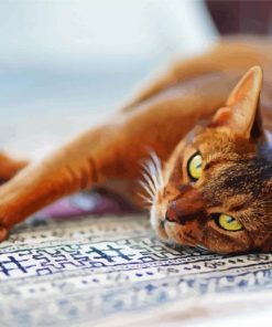 Abyssinian Cat Paint By Numbers