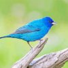 Blue Indigo Bunting Paint By Numbers