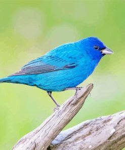 Blue Indigo Bunting Paint By Numbers