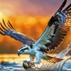 Osprey Bird Paint By Numbers