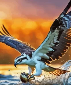 Osprey Bird Paint By Numbers