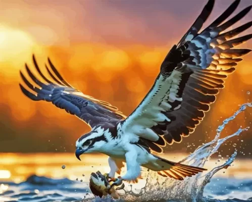 Osprey Bird Paint By Numbers