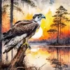 Osprey Sunset Paint By Number