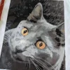 Paint By Numbers Custom​ Pets gallery 1