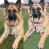 Paint By Numbers Custom​ Pets gallery