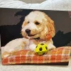 Paint By Numbers Custom​ Pets gallery 2